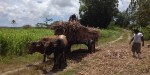 sugar cane transport, Marie Galante